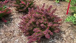 SUNJOY® Tangelo Berberis  wwwgardencrossingscom [upl. by Ikir]