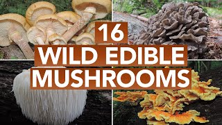 16 Wild Edible Mushrooms You Can Forage This Autumn [upl. by Ettezoj120]