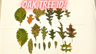 Oak Tree Identification Guide 20 Species [upl. by Charlet160]