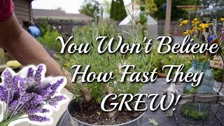 How to grow Lavender Cuttings  THE RESULTS [upl. by Cutler188]