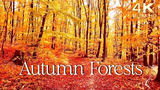 Enchanting Autumn Forests with Beautiful Piano Music  4K Autumn Ambience amp Fall Foliage [upl. by Arimay]