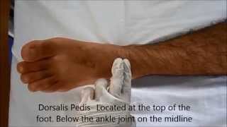 Locating Pulse  Posterior Tibial Dorsalis Pedis Popliteal and Femoral Pulse page 2 of 3 [upl. by Gene]