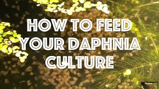 How To Feed Your Daphnia Culture [upl. by Oloap585]