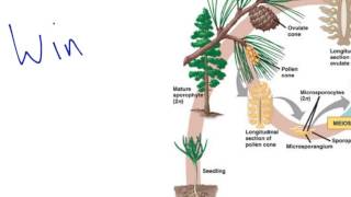 Gymnosperm Reproduction [upl. by Vyky120]