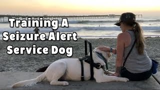 Training A Seizure Alert Service Dog [upl. by Storfer371]