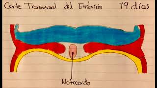 Formación de la Notocorda  Embriologia [upl. by Israel]