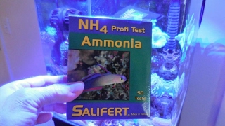 Salifert AmmoniaNH4 Testing [upl. by Esyli]