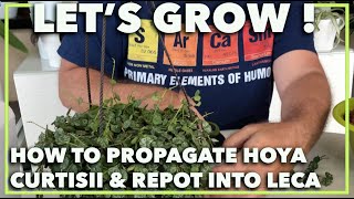 HOW TO PROPAGATE HOYA PLANT Striped wax plant Hoya curtiisii [upl. by Neufer]