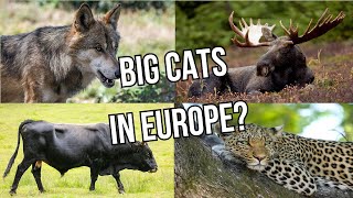 REWILDING EUROPE Recreating the European Serengeti [upl. by Molloy]