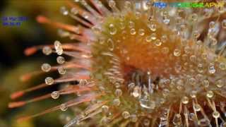 Drosera Burmannii taking on a small fly [upl. by Ransome558]