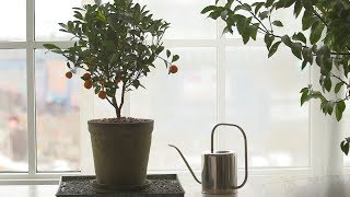 How to Grow Citrus Indoors  Martha Stewart [upl. by Adnovay]