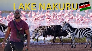 LAKE NAKURU The MOST BEAUTIFUL National Park in Kenya [upl. by Leidgam677]