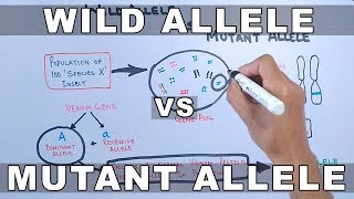 Wild Allele and Mutant Allele [upl. by Araem410]