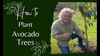 How to Plant Avocado Trees [upl. by Mozart]