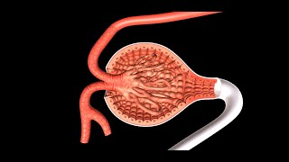 Regulation of Kidney Function [upl. by Cartwright749]