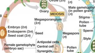 Angiosperm Life Cycle [upl. by Nelan]