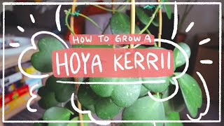 Hoya kerrii  How to care for this sweet heart houseplant [upl. by Lamrouex]