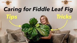 Fiddle Leaf Fig Tree Care  Light water temperature humidity propagating and tips [upl. by Bobbi]