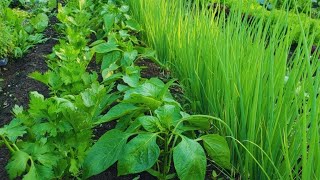 COMPANION PLANTING INTERCROPPING amp INTERPLANTING  Maximizing Space In The Market Garden [upl. by Treat]