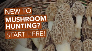 New To Mushroom Hunting Start Here [upl. by Tomkins776]