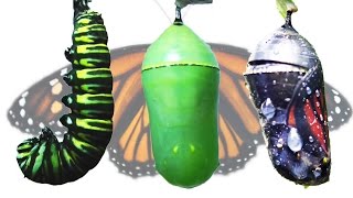 Monarch Butterfly Metamorphosis Timelapse FYV [upl. by Mira]