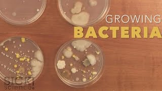 Growing Bacteria  Sick Science 210 [upl. by Iteerp]