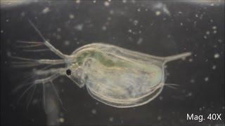 Daphnia magna under the Microscope [upl. by Agathe]