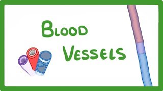 GCSE Biology  Blood Vessels 24 [upl. by Nottarts]