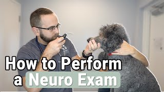 How to Perform a Neurological Exam on a Dog [upl. by Nosraep]