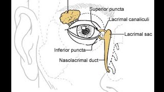 Orbital anatomy tutorial [upl. by Dnalram]