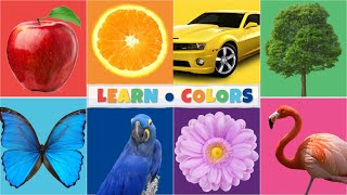 COLORS Song  Colors for Kids [upl. by Atnad]