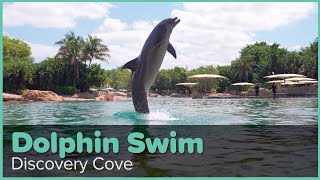 Discovery Cove Dolphin Swim Experience  Discovery Cove Orlando [upl. by Retlaw582]