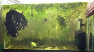 Scuds Daphnia Cherry Shrimp Copepods My aquatic food culture [upl. by Enirolf]