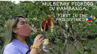 MULBERRY PICKING IN PAMPANGA PHILIPPINES 2021  PLANTS IN BLOOM [upl. by Ryan]