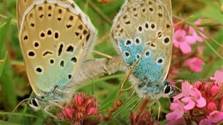 Beautiful Butterfly Moments  BBC Earth [upl. by Fredi]