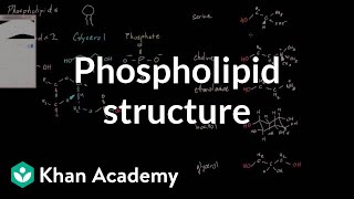 Phospholipid structure  Cells  MCAT  Khan Academy [upl. by Adnuhser]