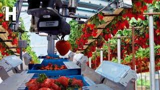 Excellent Hydroponic Strawberries Cultivation Technology – Robotic Strawberry Harvester  Happy Farm [upl. by Lein]