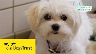 Rescue dogs meet amp greet with Dogs Trust [upl. by Barrie]