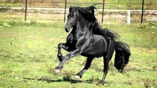 WORLD FAMOUS FRIESIAN STALLION [upl. by Wood234]