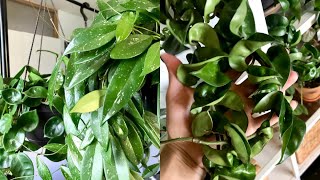 Hoya Houseplant Care Tips amp Tricks  My Hoya Collection [upl. by Ardra]