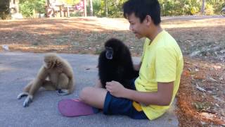 Thailand Gibbon [upl. by Ahsiet648]