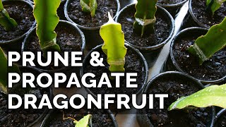 Easy Dragon Fruit Propagation and Pruning Technique [upl. by Inigo]