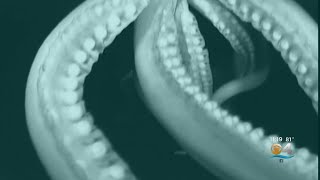 Into The Deep Giant Squid Captured On Video [upl. by Berte]