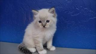 Carlee  Seal Mitted Lynx Female Ragdoll Kitten from wwwRagdollKittenscom [upl. by Prentice734]