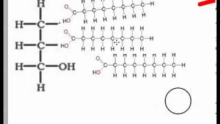 Condensation and Hydrolysis IB Biology [upl. by Sherr985]