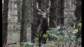 Hunting Sika In The Czech Republic Sikahirschjagd Season 1 with Jerrold Scharninghausen V129 [upl. by Eentihw]