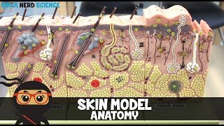 Integumentary System  Skin Model Anatomy [upl. by Haidebej]