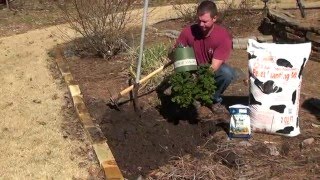 How to Properly Plant Trees amp Shrubs [upl. by Aehtela]