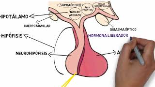 Eje hipotálamo hipófiso ovárico [upl. by Ellehcer565]