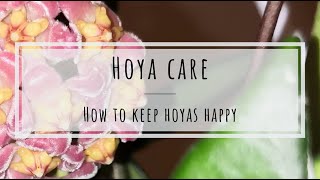 Hoya care how to keep Hoya plants happy [upl. by Qerat]